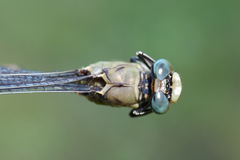 Ophiogomphus arizonicus