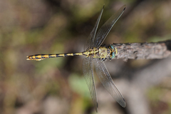Ophiogomphus arizonicus