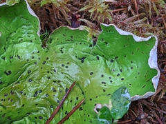 Peltigera aphthosa