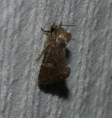 Elusa antennata