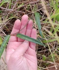 Parsonsia brownii