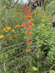 Castilleja tenuifolia