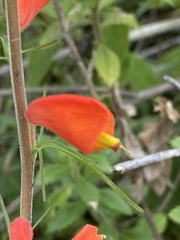 Castilleja tenuifolia