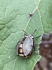 Leptinotarsa undecimlineata
