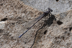 Argia tonto