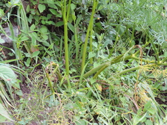 Arracacia tolucensis