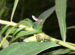 Plagioneurus univittatus