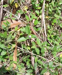 Brunoniella