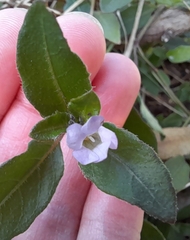 Brunoniella