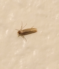 Tineola bisselliella