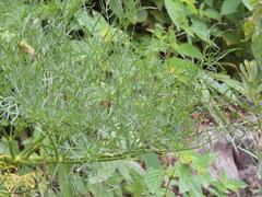 Arracacia tolucensis