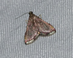 Endotricha minutiptera