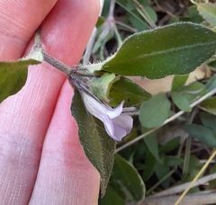 Brunoniella