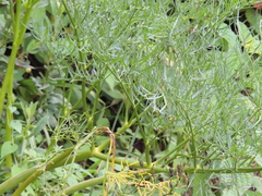 Arracacia tolucensis