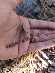 Amaranthus fimbriatus