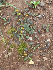 Aeschynomene americana