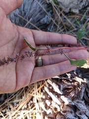 Amaranthus fimbriatus