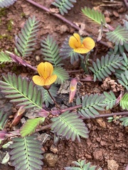 Aeschynomene americana