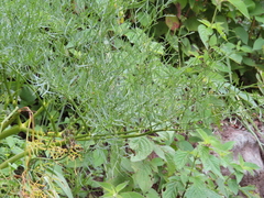 Arracacia tolucensis