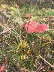 Tofieldia coccinea