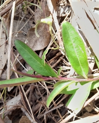 Eremophila debilis