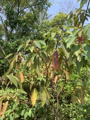 Triadica cochinchinensis