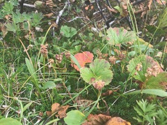 Tofieldia coccinea