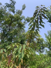 Triadica cochinchinensis