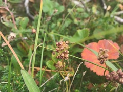 Tofieldia coccinea