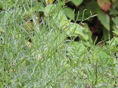 Arracacia tolucensis