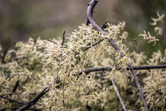 Clematis leptophylla