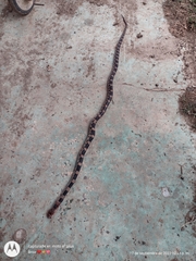Pituophis deppei