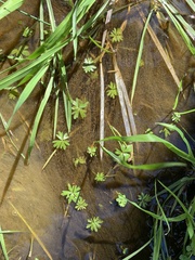 Ranunculus amphitrichus