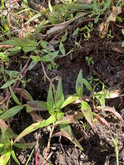 Persicaria decipiens