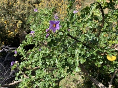 Solanum linnaeanum