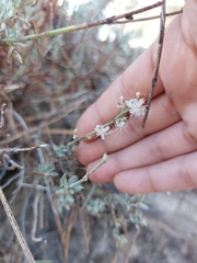 Eriogonum wrightii membranaceum