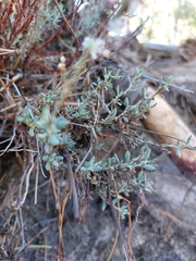 Eriogonum wrightii membranaceum