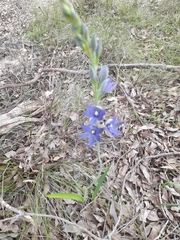 Thelymitra macrophylla