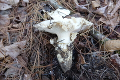 Catathelasma ventricosum