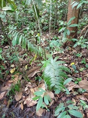 Mesophlebion chlamydophorum