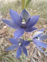 Thelymitra macrophylla
