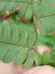 Mesophlebion chlamydophorum