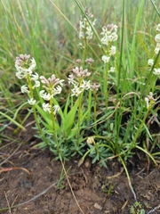 Stackhousia subterranea