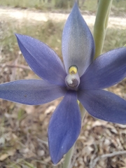 Thelymitra macrophylla