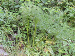 Arracacia tolucensis