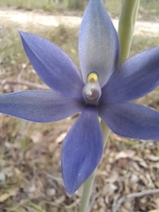 Thelymitra macrophylla