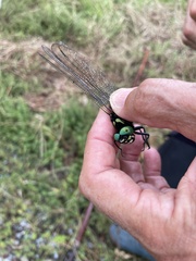 Anotogaster sieboldii