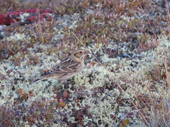 Calcarius lapponicus