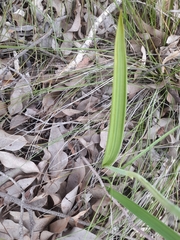 Thelymitra macrophylla