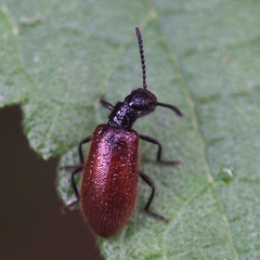 Lagria rufipennis
